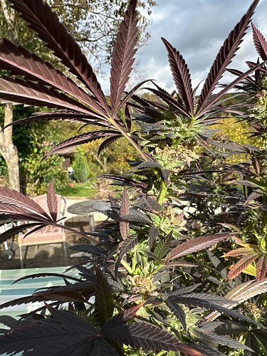 Growreport Bild 2