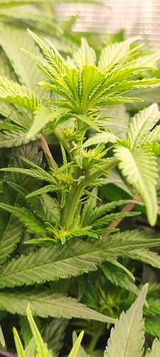 Growreport Bild 2