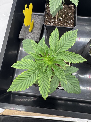 Growreport Bild 1