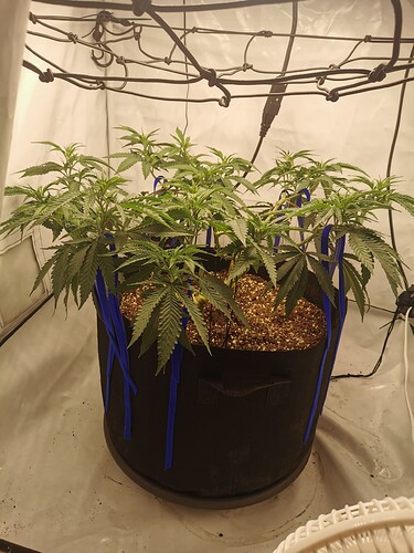 Growreport Bild 6