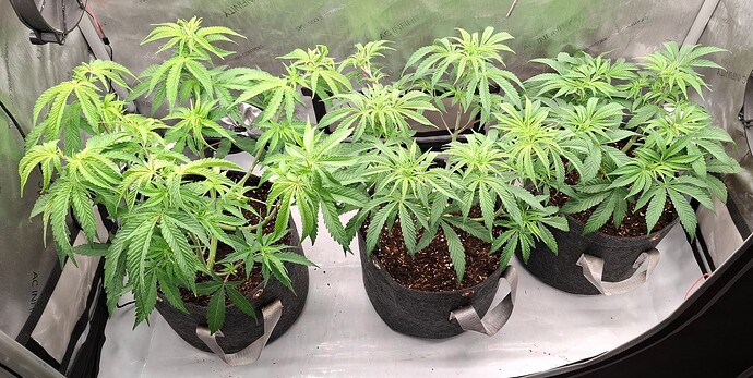 Growreport Bild 2
