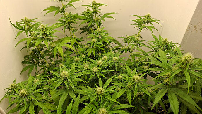 Growreport Bild 260