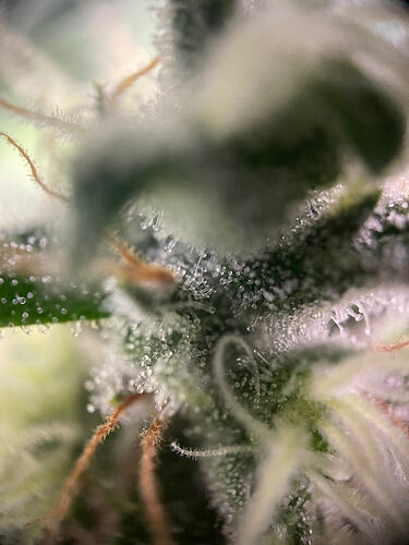 Growreport Bild 10