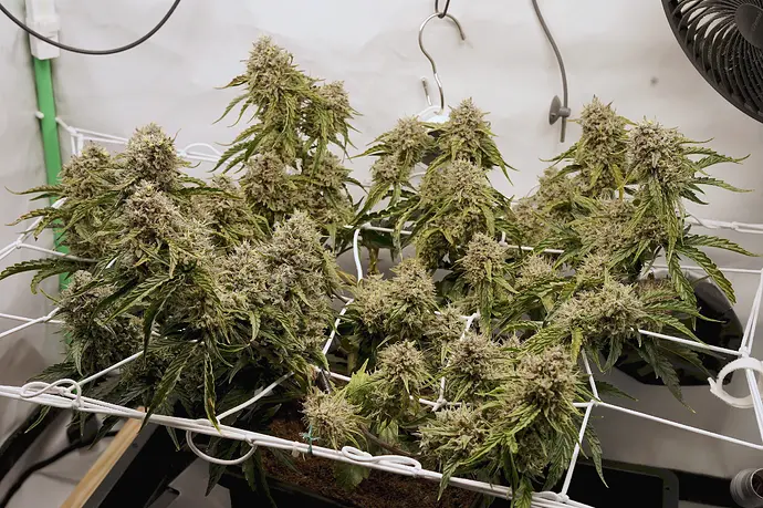 Growreport Bild 16