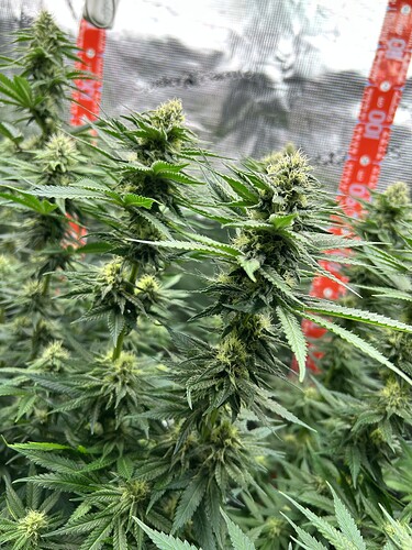 Nahaufnahme einer blühenden Cannabispflanze in einem Growzelt mit reflektierenden Wänden.