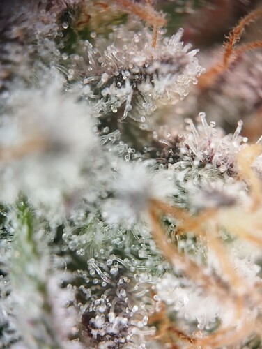 IMG_20250303_163924 - Kopie