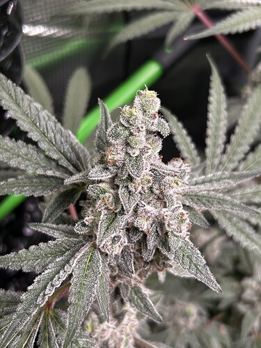 Growreport Bild 7