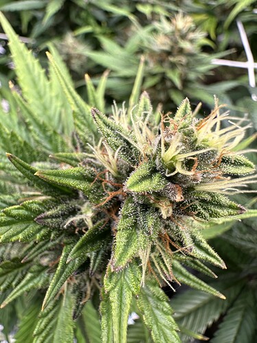 Growreport Bild 19