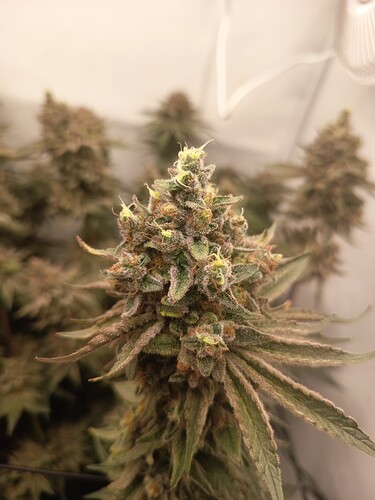 Growreport Bild 43