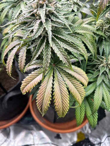 Growreport Bild 36