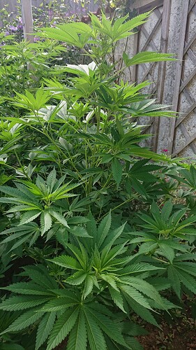 Growreport Bild 5