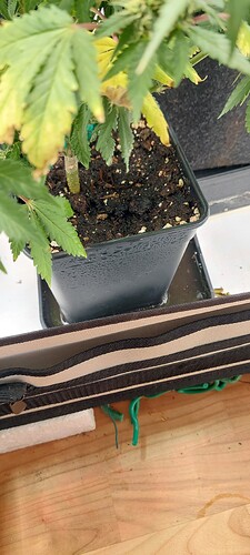 Growreport Bild 4