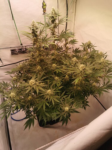 Growreport Bild 1