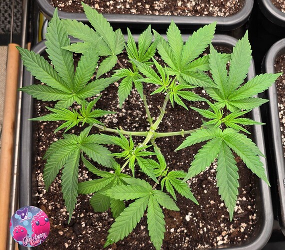 Growreport Bild 7