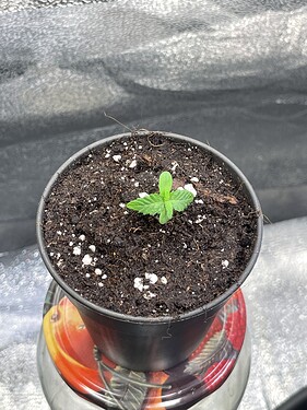 Growreport Bild 27