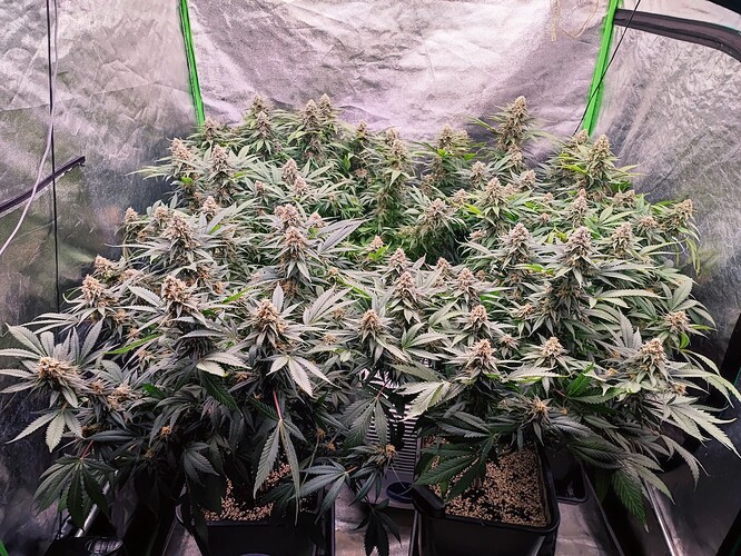 Growreport Bild 5