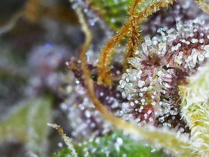 Image_2025-01-07 16_35_59_966