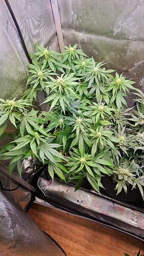Growreport Bild 16