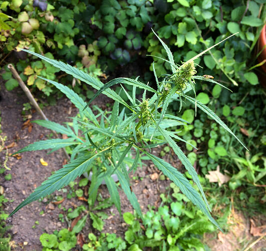 Grow26_0730_05