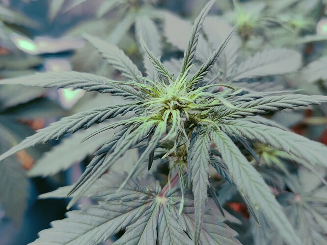 Growreport Bild 17