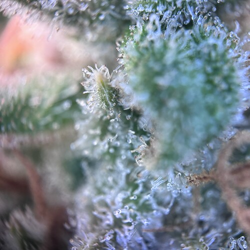 Growreport Bild 43