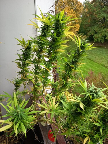 Growreport Bild 1