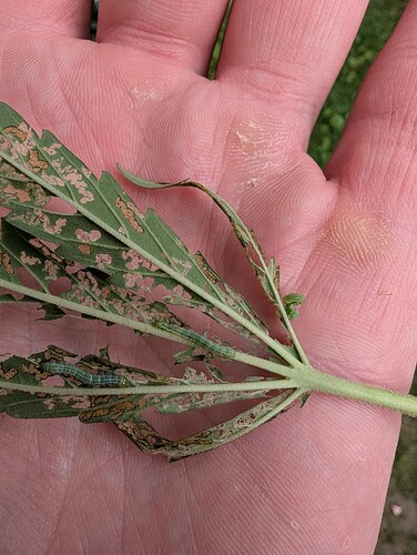 Growreport Bild 1