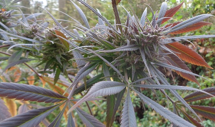Purple Satellite 3