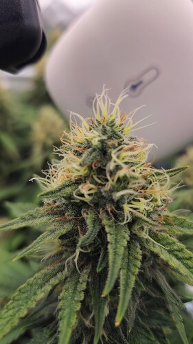 Growreport Bild 12