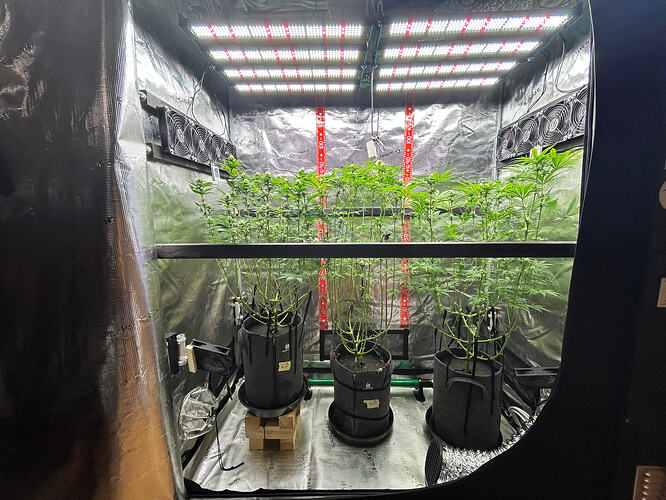 Drei Cannabis-Pflanzen in Stofftöpfen in einem Growzelt unter LED-Beleuchtung.