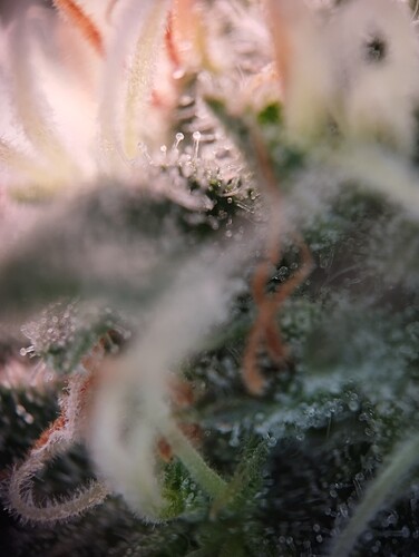 IMG_20250219_205607 - Kopie