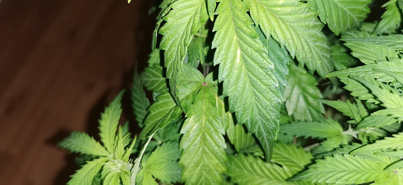 Obere Blätter hellgrün, untere Blätter braune Flecken GrowProbleme Forum