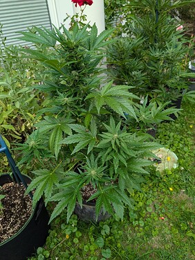 PXL_20250622_150458898