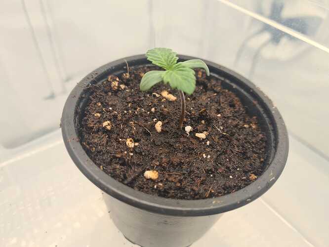 Growreport Bild 1