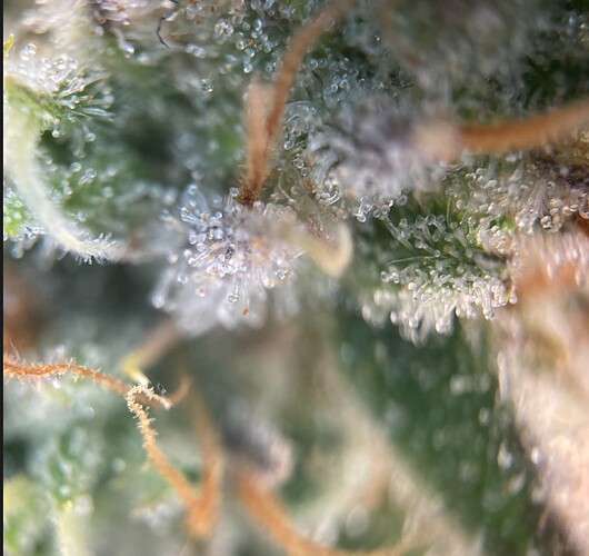 Growreport Bild 9