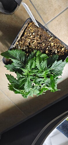 Growreport Bild 48