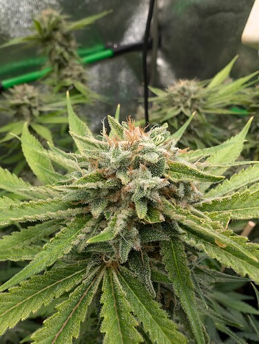 Growreport Bild 10