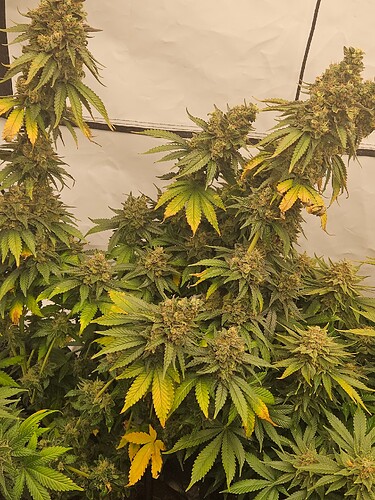 Growreport Bild 1