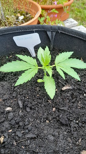 Growreport Bild 16