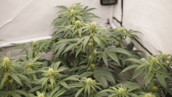 Growreport Bild 6