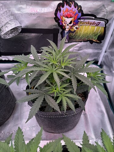 Growreport Bild 30
