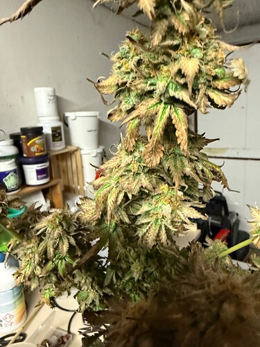 IMG_3389