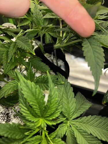 Growreport Bild 2