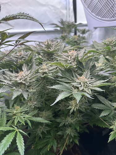 Growreport Bild 4