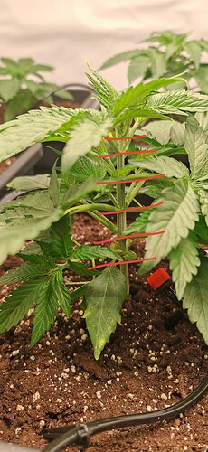 IMG_20241211_200518_edit_328815811367222