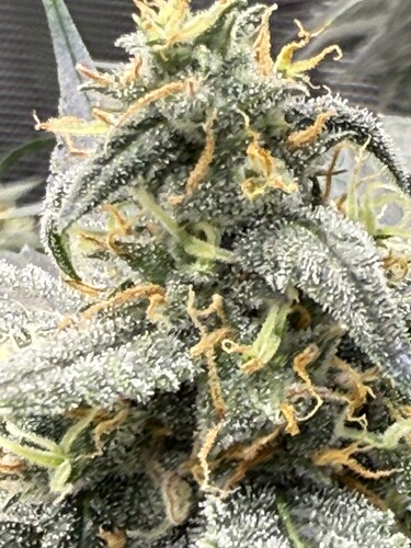 Growreport Bild 28