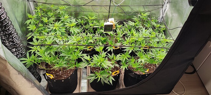 Growreport Bild 16