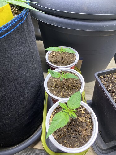 Growreport Bild 12