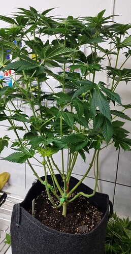 Growreport Bild 30