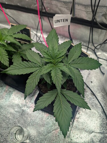 IMG_20250312_163552_820